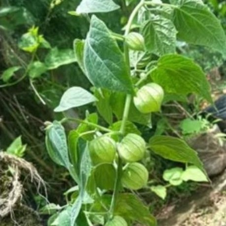 Bibit tanaman ciplukan golden berry/cecenet/cecendet