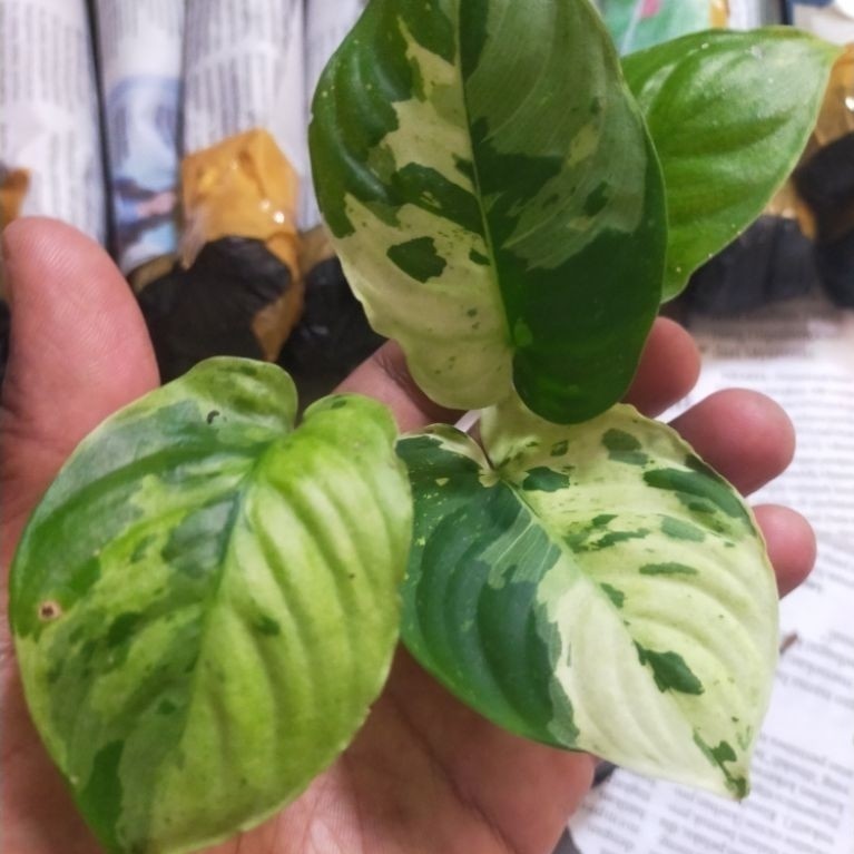 Murah Homalomena Rubescens Variegata Tanaman Pethetan Cantik