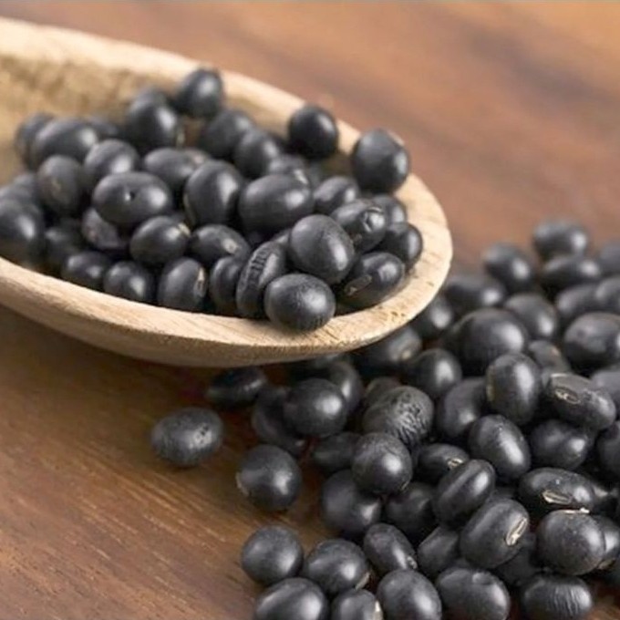 BIBIT GUDE KACANG GUDE KACANG BALI KACANG UNDIS Gude, kacang gude, kacang kayo, atau kacang bali ada