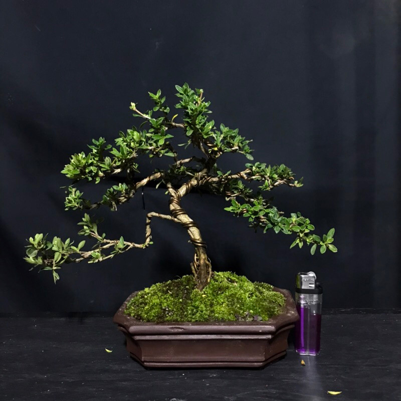 Bonsai Melati Jepang / Hingkip Mirten     Berkualitas