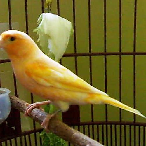 burung kenari loper gacaoran istimewa