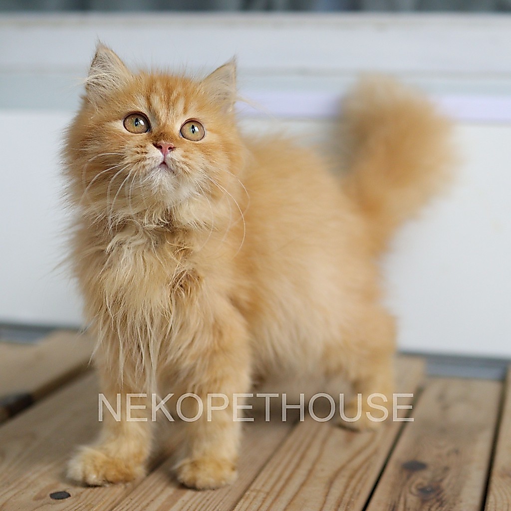 Kucing Kitten Persia Longhair Oren jantan