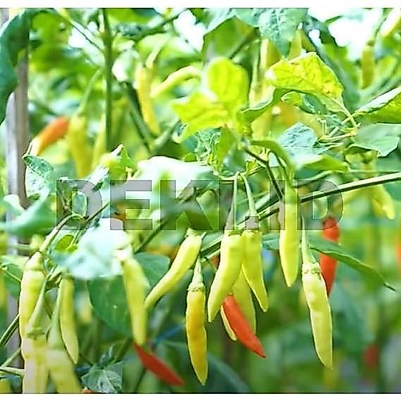 Benih Cabe Maros Bibit Cabai Rawit Unggul 10 Gram TBA Seed