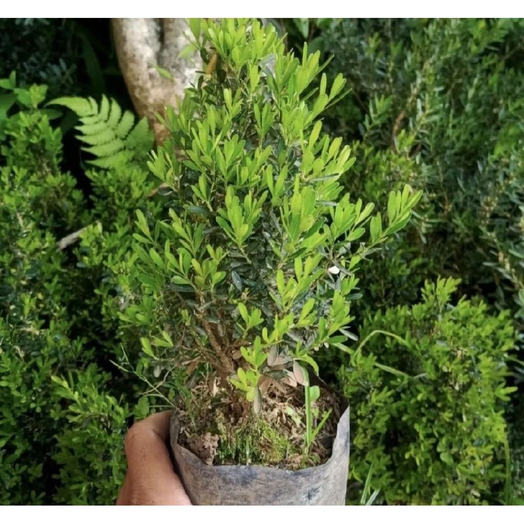 Pohon Boxus Bahan Bonsai/ Tanaman Boxus Bahan Bonsai/ Pohon Bokus
