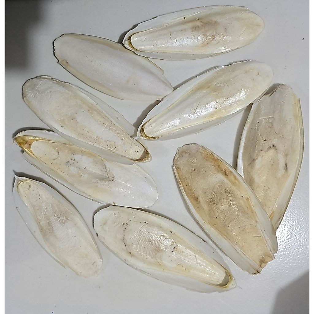 Tulang Sotong Kering 3 Pcs Pakan Burung Reptil Gecko kura kura