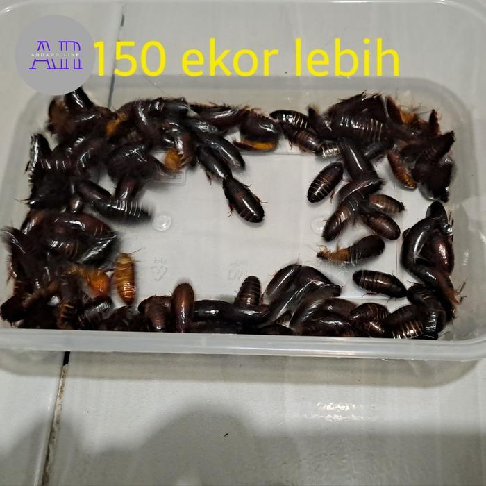 Umpan Mancing Galatama Lele Kecoa batu atau kecoa tanah/terkelak/menje