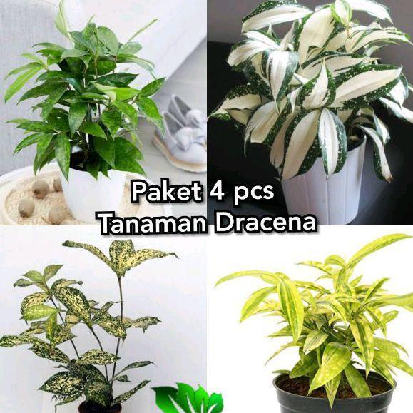 Paket 4 Pcs Tanaman Hias Dracena / Dracena Golden / Dracena Milky / Dracena Hijau / Dracena Varigata
