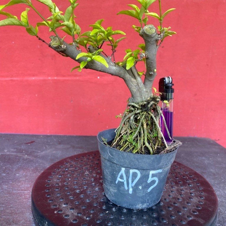 Bahan bonsai bunga anting putri Ap5