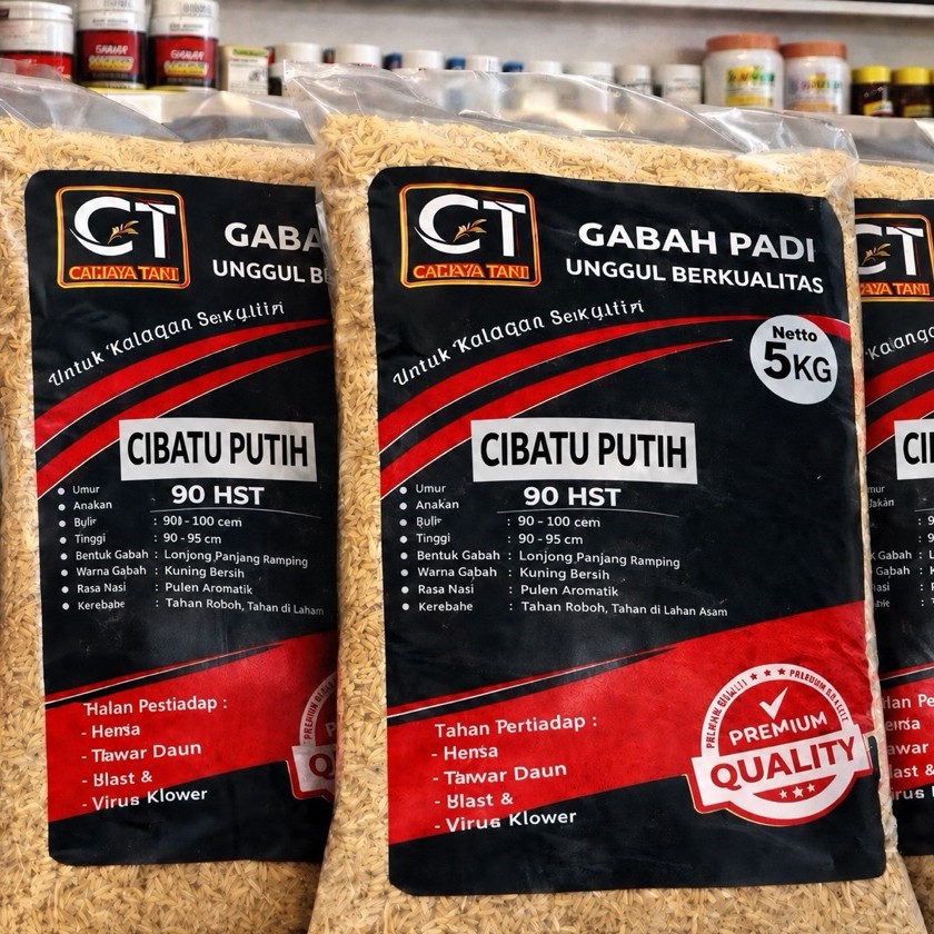 padi cibatu putih