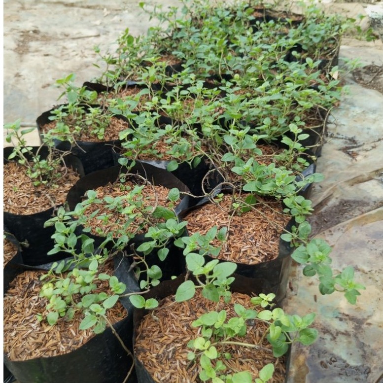 oregano/Tanaman herbal rempah/tanaman herbal oregano