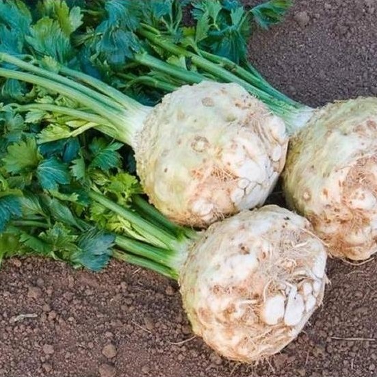 Benih Bibit Biji - Celeriac Monarch / Seledri Umbi Seeds - IMPORT