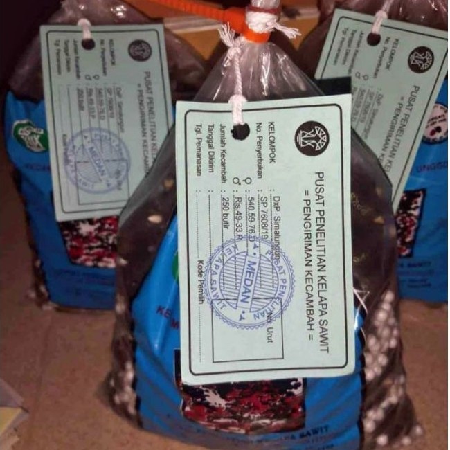 Bibit SAWIT DXP PPKS SIMALUNGUN BUAH BESAR