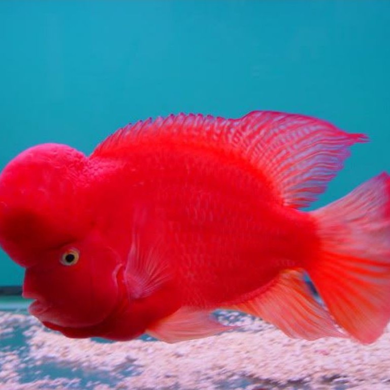 Burayak Louhan SRM Super Red Monkey Thailand, Warna Merah Menawan, Asli Thailand, Kualitas Unggulan