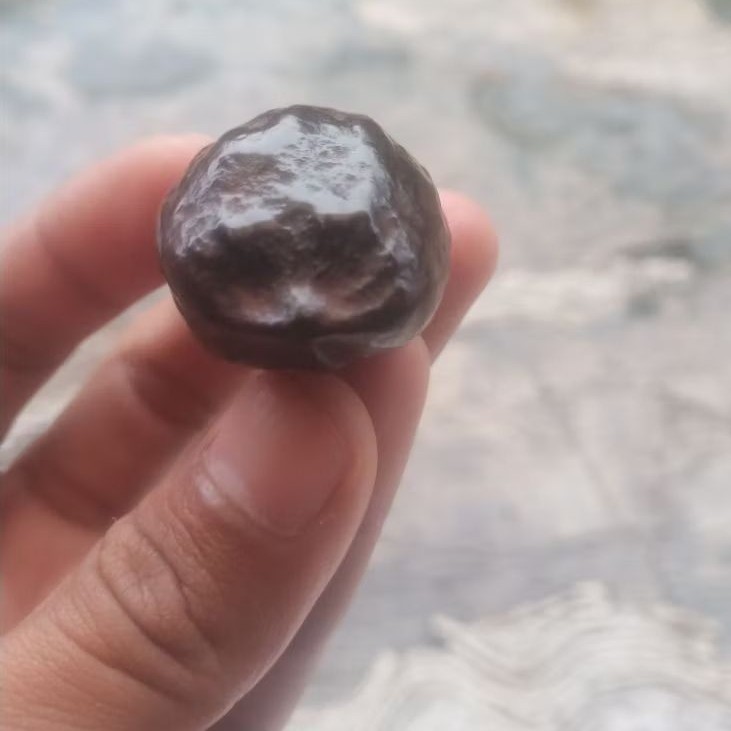 muncang jalim full kolot