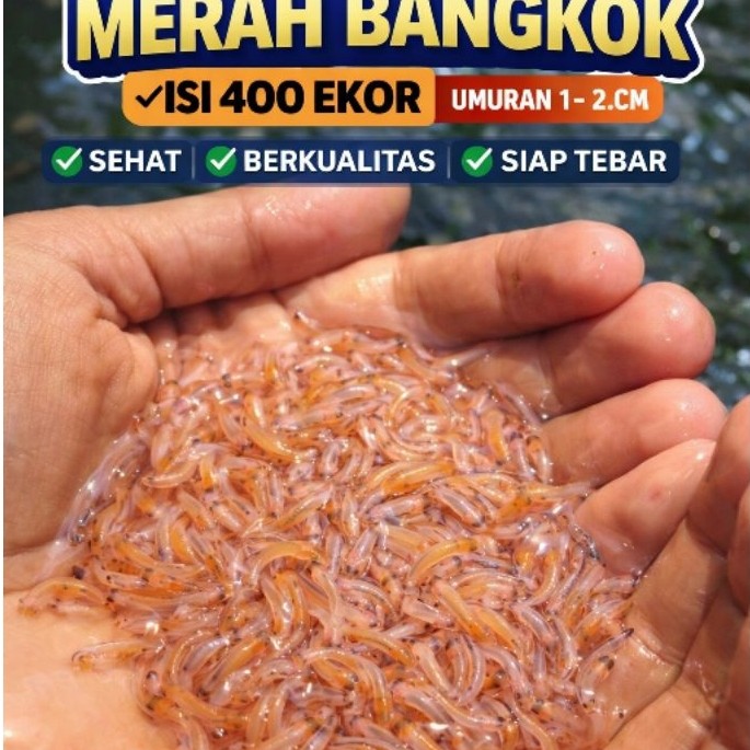 Bibit Larva Ikan Nila Merah Bangkok Isi 400 Ekor PerPaket