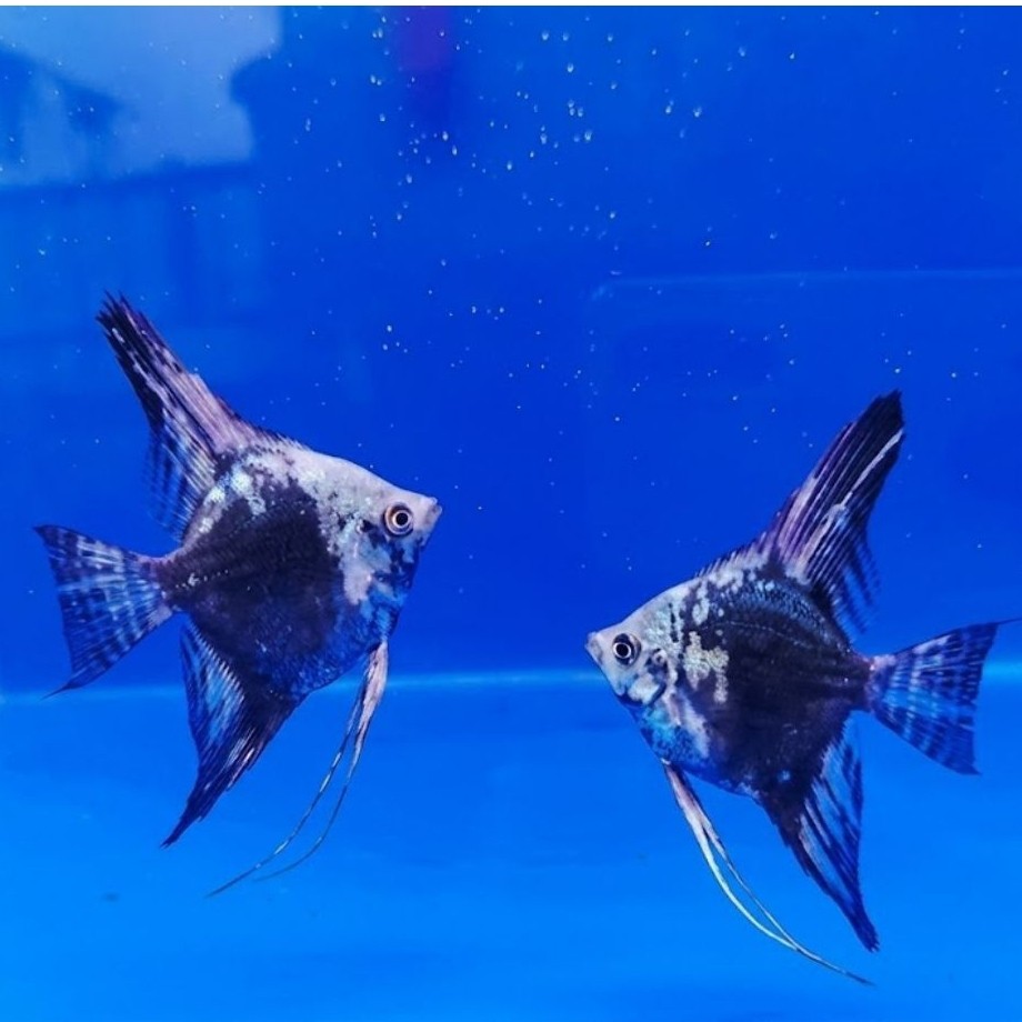 MANFISH BLUE SMOKEY HIASAN AQUARIUM