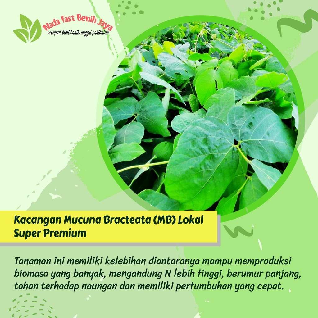 TerbaruBenih Mucuna Bracteata lokal super premium / Benih MB benih kacang kacangan cover crop / Mucu