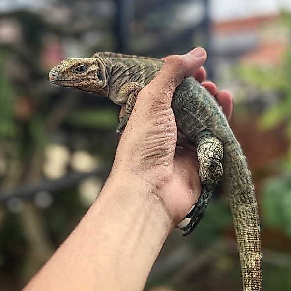 mainan iguana rhino 47-50cm