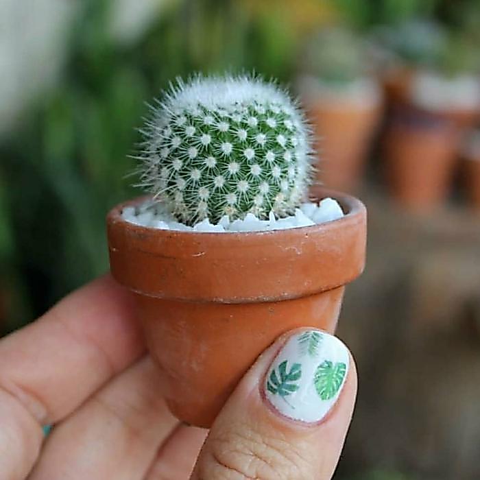 Kaktus Sukulen Mini Pot Tanah Liat - Souvenir Kaktus Paket 5 pcs