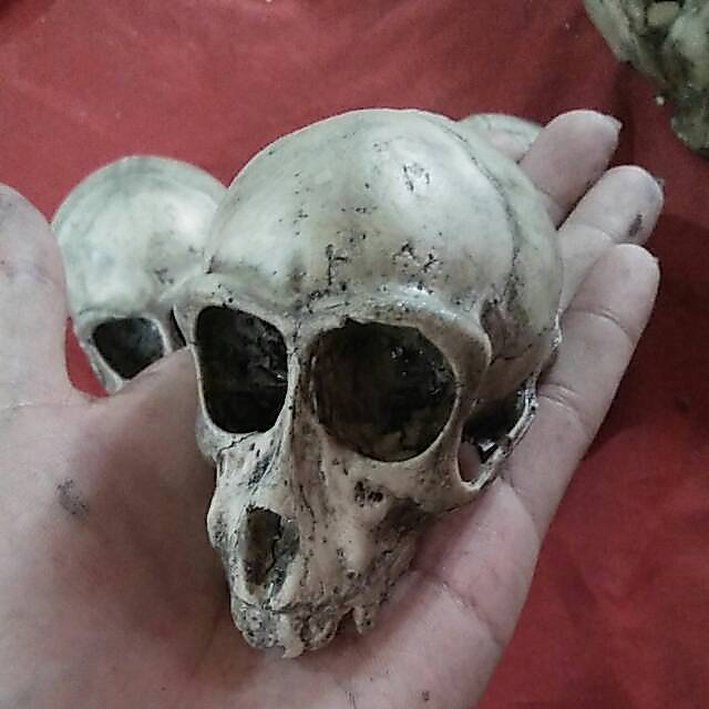 Tengkorak Monyet Replika berbahan resin fiberglass