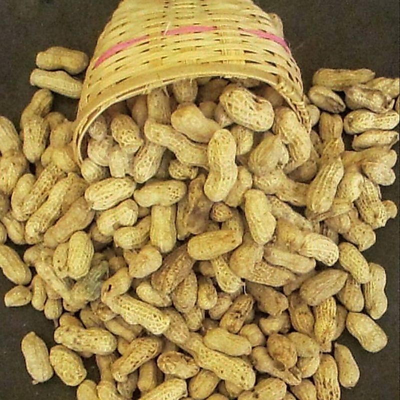 KACANG KULIT MENTAH FRESH / KACANG TANAH KULIT MENTAH FRESH
