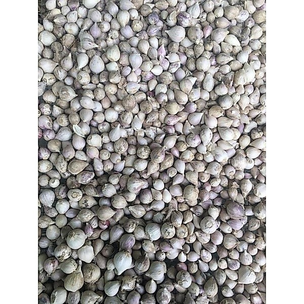 Bawang putih tunggal/bawang lanang lokal
