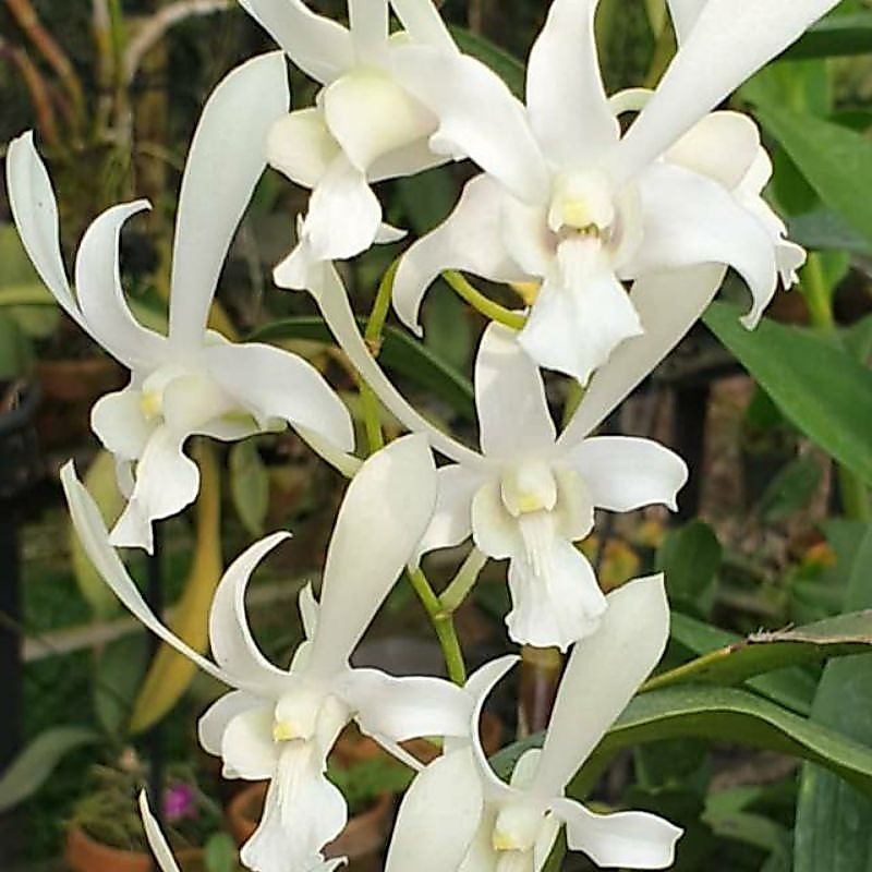 Anggrek Dendrobium Caesar White