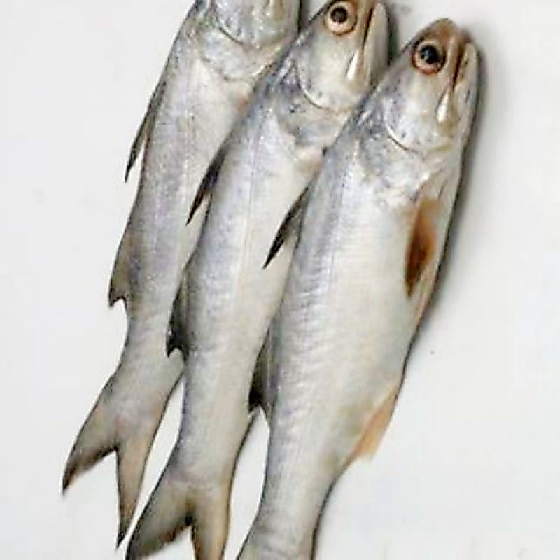 Ikan Senangin Segar 1kg