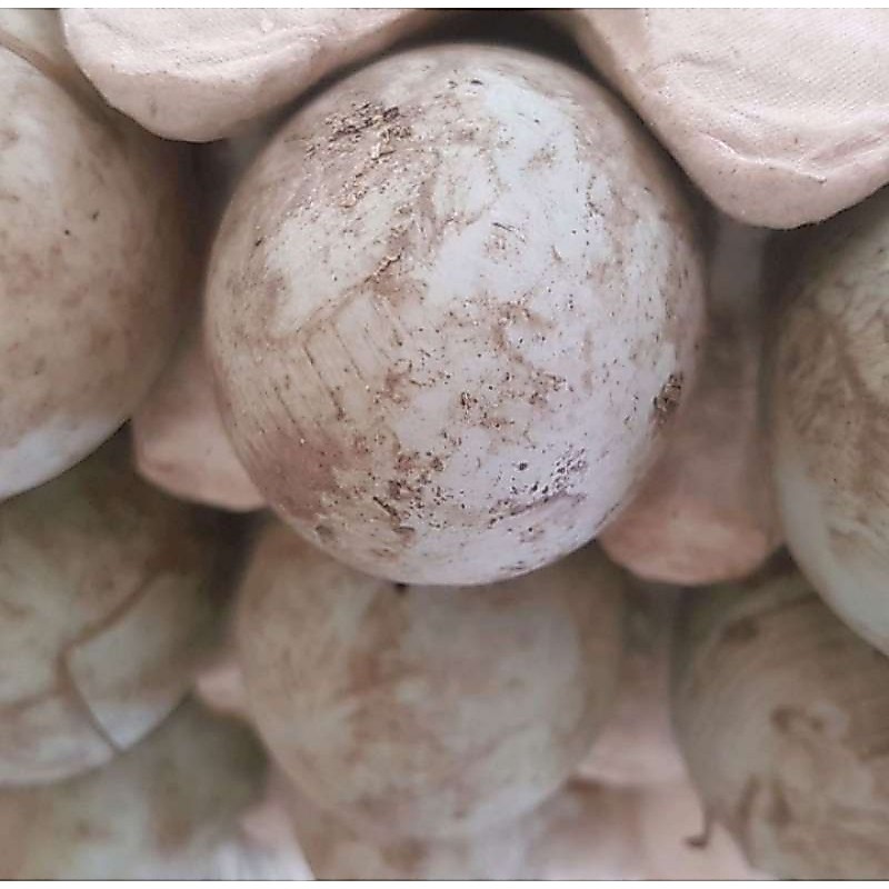 Telur Itik