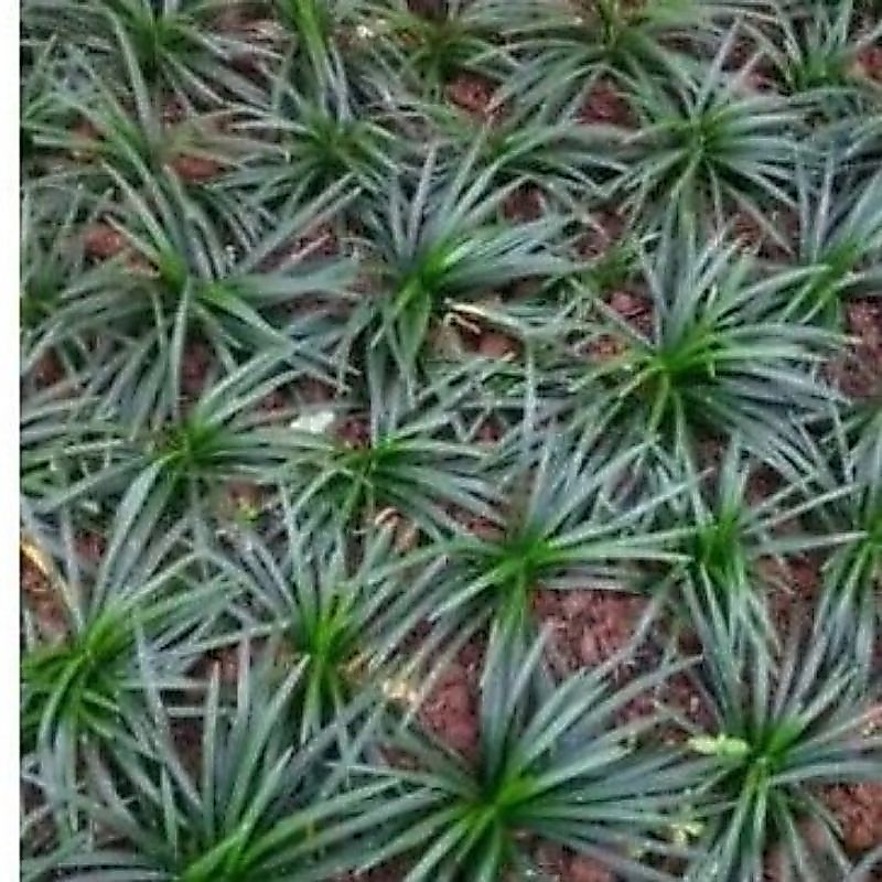 Tanaman kucai mini/kucai mini bisa dijadikan pengganti rumput