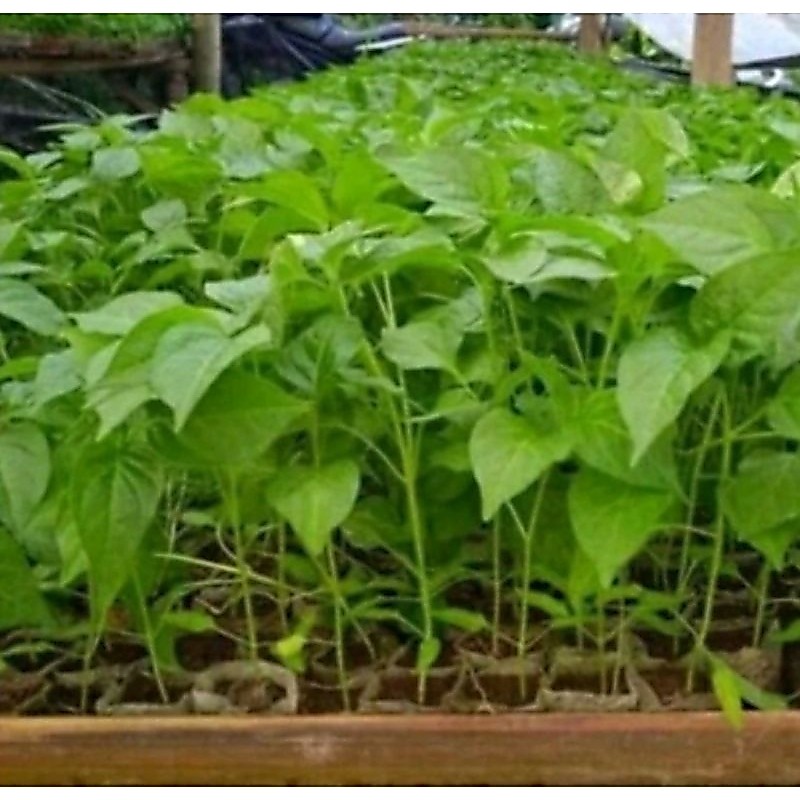 Bibit Cabe Rawit hijau/ Putih Setan, siap tanam