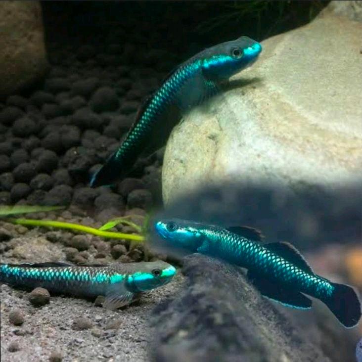 Goby Blue Neon - Hiasan Aquarium Aquascape akuarium