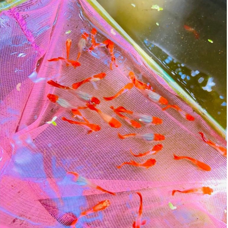 hiasan aquarium guppy albino koi / guppy albino koi