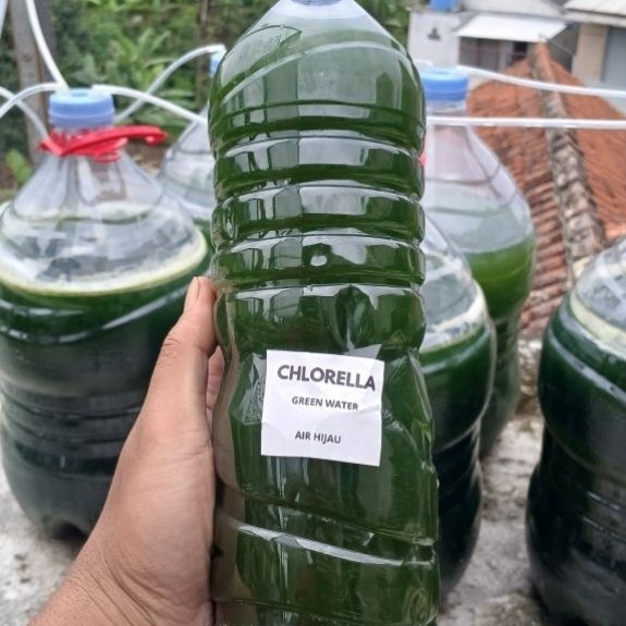 Chlorella 1,5 Liter / Green Water Chlorella/ Air H9ijau Chlorella Murah