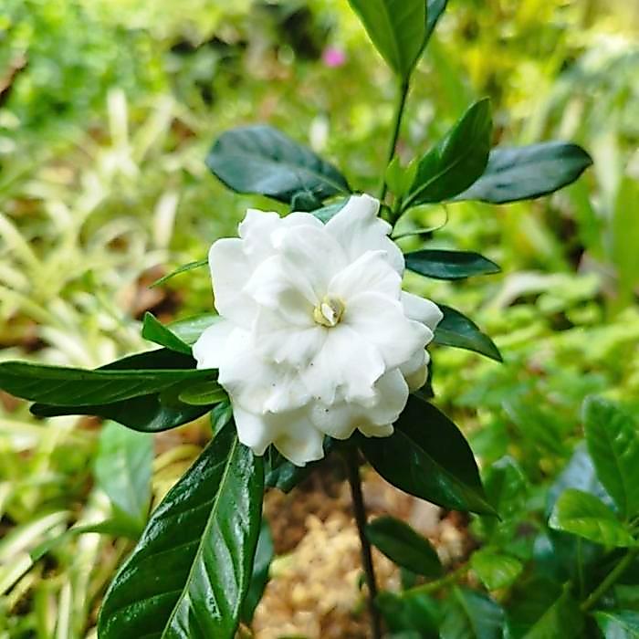 "New" tanaman bunga melati kaca piring bunga besar wangi pecah piring Hijau