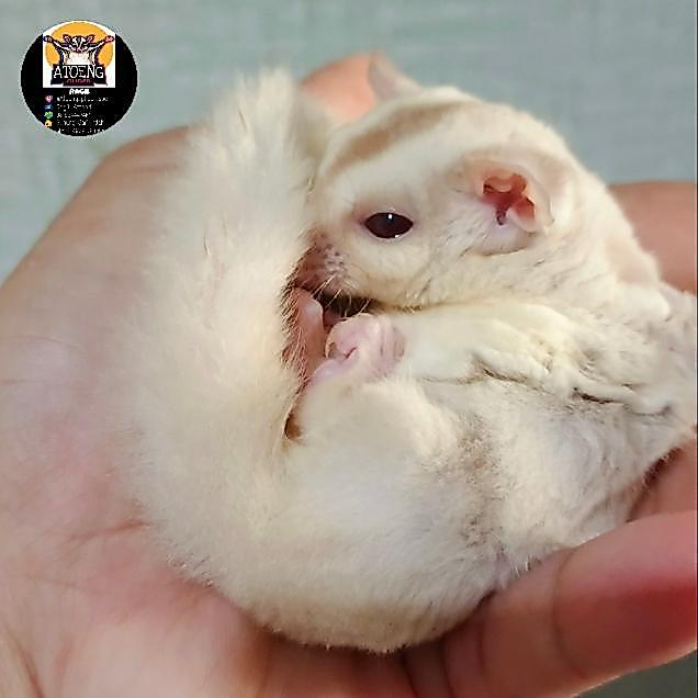 Joey CREAMINO jantan & betina sehat jinak murah