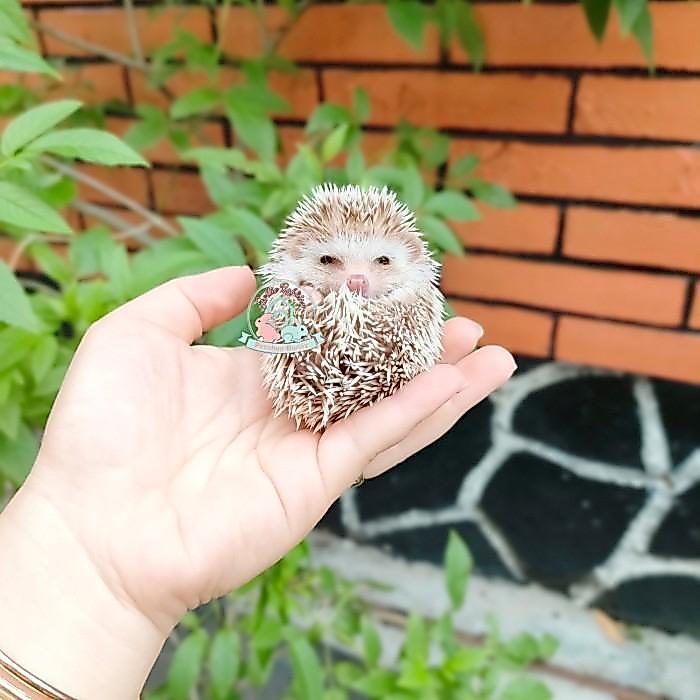 landak mini hedgehog lamin landak susu salt papper charcoal albino