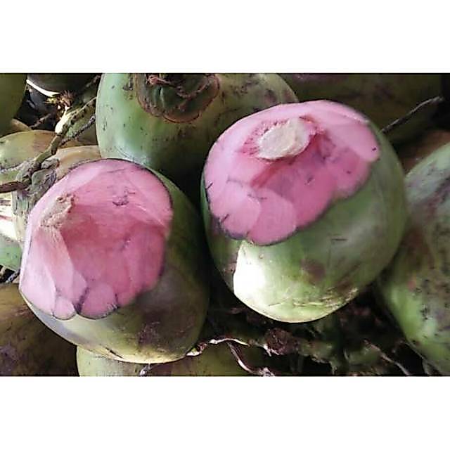 GRAB - Degan / kelapa hijau asli (serat merah)