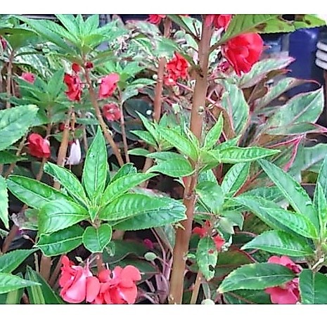 Tanaman Pacar Air Bunga Merah | Pohon Pacar Air