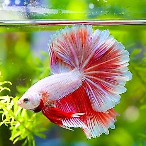 IKAN CUPANG - Ikan Cupang Halfmoon Jantan Ikan Laga Ikan Cupang Warna Bagus Ikan Hias Aquarium Aquas