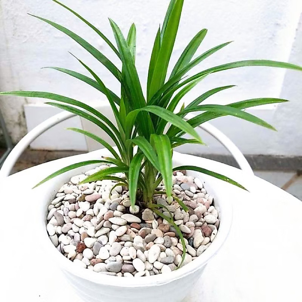 Tanaman Pandan Wangi Pohon Pandan Bumbu Masak Bibit Tanaman Pohon Pandan Siap Tanam / Tanaman Herbal