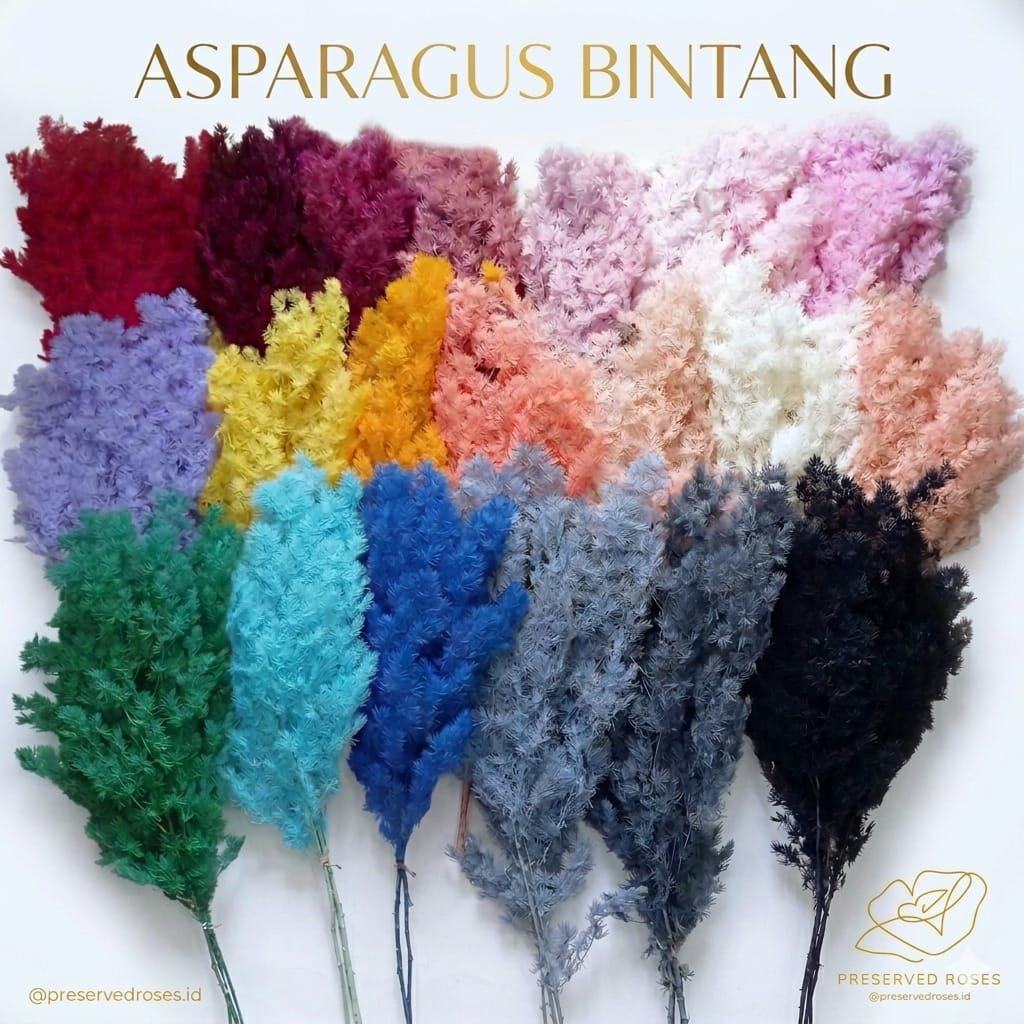 Preserved Asparagus bintang /asparagus awet/bunga filler bouquet/dekorasi ruangan