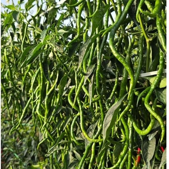 Bibit Cabe Lokal Siboras(Restoran Tanaman) 10gram