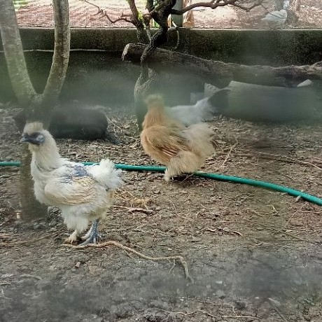 TELOR FERTIL AYAM SILKY bulu kapas