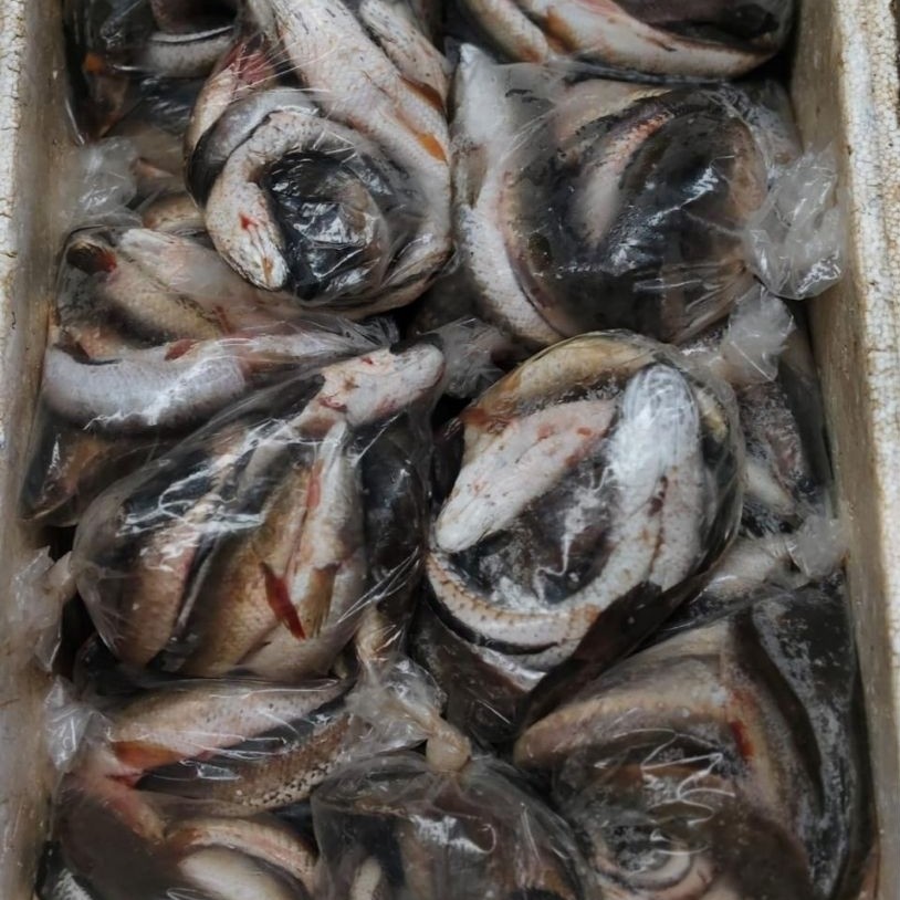 Ikan Bogo 1kg