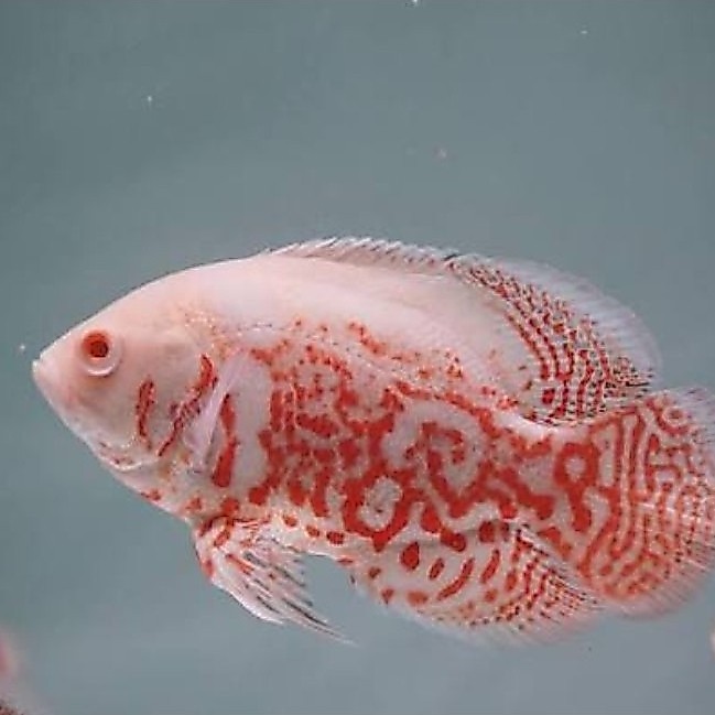 Aneka ikan hias oscar nemo/redchili/redcopper/lemon