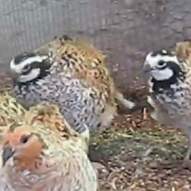 Telur Tetas Puyuh Bobwhite Mexican