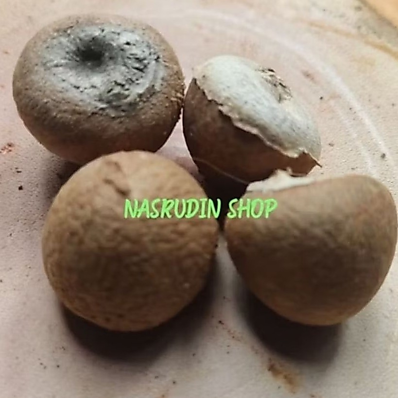 Biji Buah Pinang Kupas Utuh Kering Ada Manfaat / Biji Pinang Jambe Awet Karna Kering ada kualitas