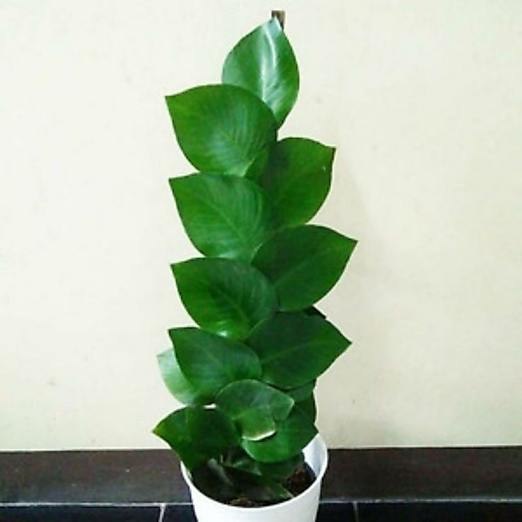 tanaman merambat dolar daun besar/dolar daun besar