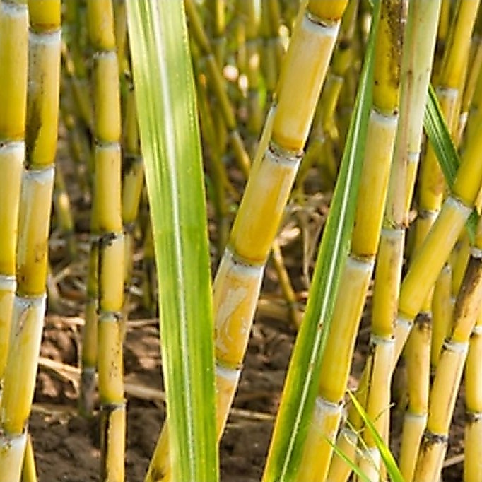 Tebu Kuning Manis Segar 1kg, Siap untuk Dikonsumsi atau Dijadikan Bibit